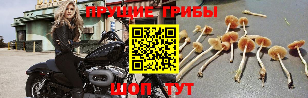 Псилоцибиновые грибы мухоморы Киров